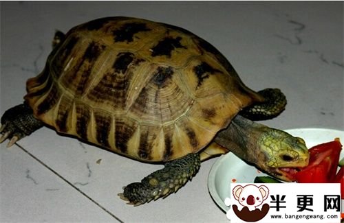 缅甸陆龟的孵化 缅甸陆龟孵化需要注意地方