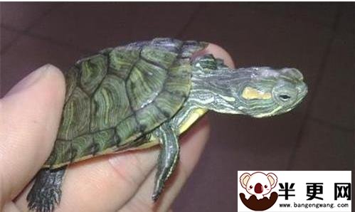 巴西红耳龟 如何饲养巴西红耳龟
