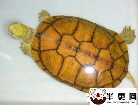 黄喉拟水龟红脖子病 预防疾病的要素