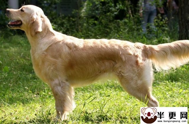金毛寻回犬喂养 要在固定的时间给予优质的狗食