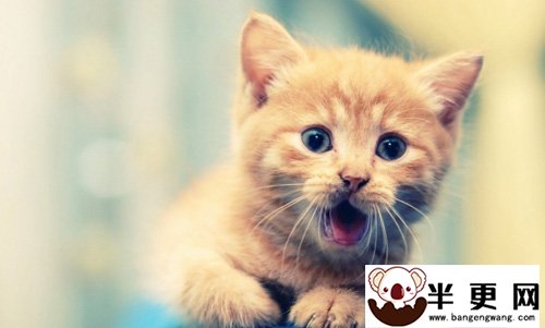 缅因猫最喜欢吃什么 如何喂养猫咪