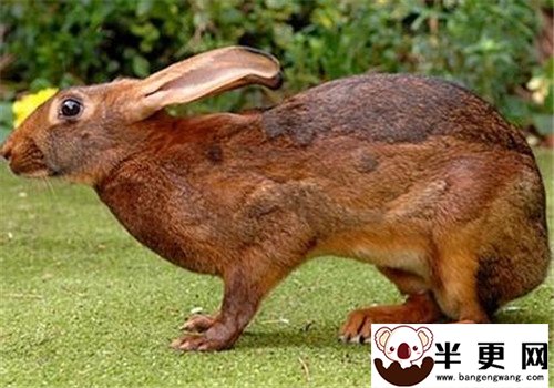 英种小型兔怎么养 生存环境温度湿度的控制