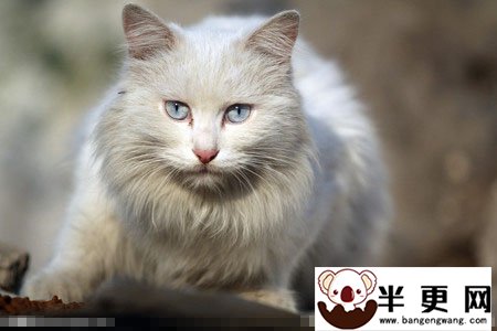 猫多大吃化毛膏 一般三四个月大的猫咪