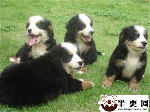 伯恩山犬一年交配几次 母犬6到8个月**一次