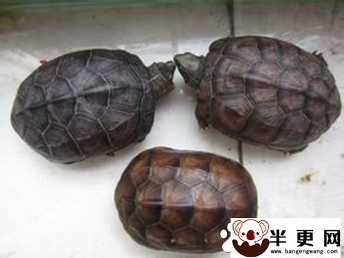 怎样分辨乌龟的种类 六种常见的乌龟品种