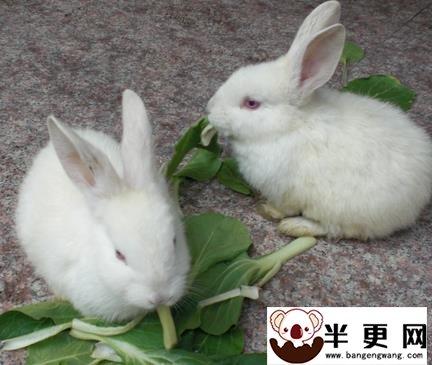 兔子最爱吃的蔬菜 蔬菜须洗净后沥干水