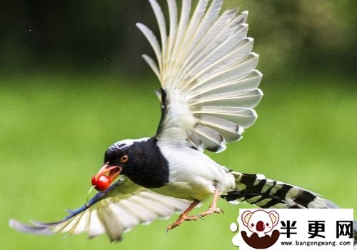 红嘴蓝鹊是保护动物吗 是国家二级保护动物