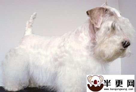 西里汉梗的形态特征 活动量大于一般犬种