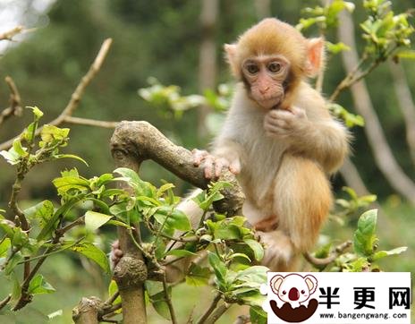 可以养猴子吗 饲养国家二级保护以下的猴子种类