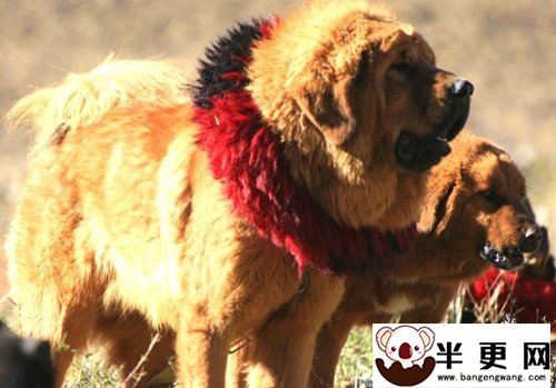 藏獒三个月能长多大 生活在高原上的东方神犬