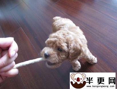 狗狗磨牙棒怎么用 幼犬不建议吃胶类磨牙
