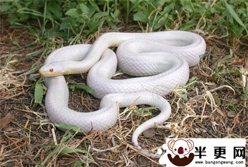 玉米蛇可以长多大 玉米蛇全长80到120厘米