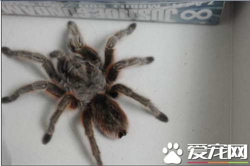 最大的宠物蜘蛛 最大宠物蜘蛛重量约为120克
