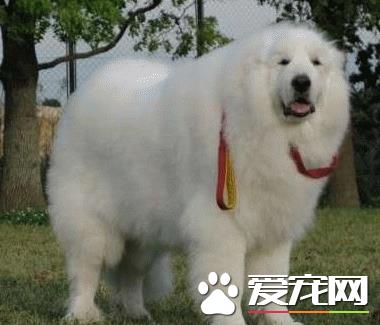大白熊犬智商高吗 是比较聪明的大型犬