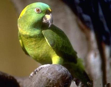 黄颈亚马逊鹦鹉吃什么 专用饲料或自制饲料