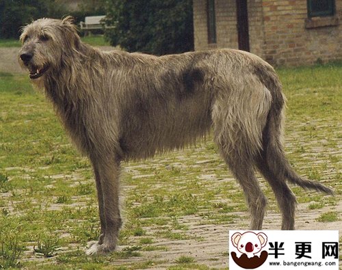 爱尔兰猎狼犬的形态特征 头颈部较长腿部较直