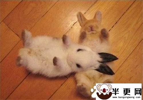 兔子可以吃白萝卜吗 牧草对于兔子的意义