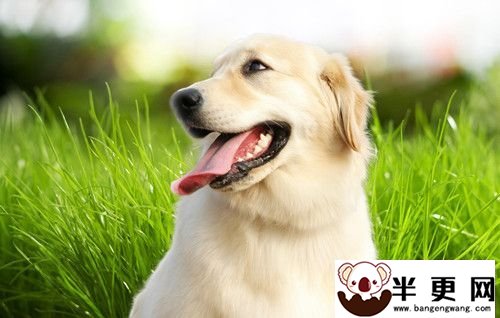 宠物狗疾病 莱姆病的主要症状及治疗方法