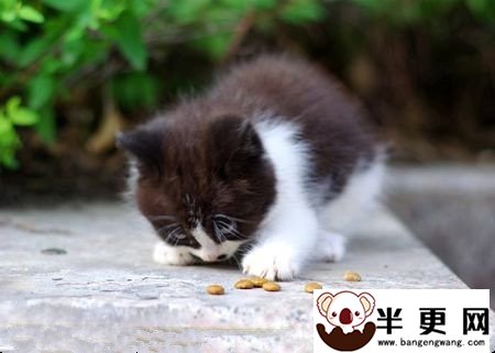 猫喜欢吃什么猫粮 猫粮是真正的均衡食物