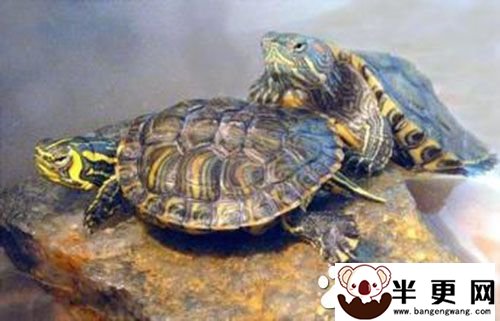 巴西红耳龟怎么样 世界上饲养最广的一种爬行动物
