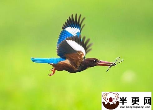 什么鸟寿命最长 安第斯山区的安第斯神鹰
