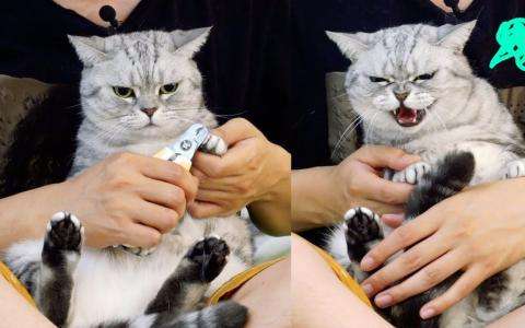 猫咪几个月可以剪指甲