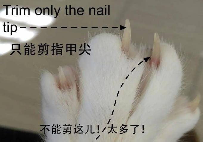 猫咪几个月可以剪指甲