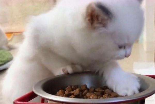 小奶猫多久可以吃猫粮