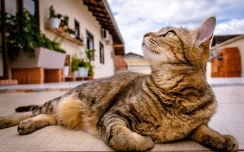 猫咪胰腺炎怎么引起的