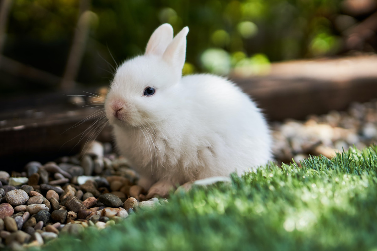 长毛兔寿命一般有多久
