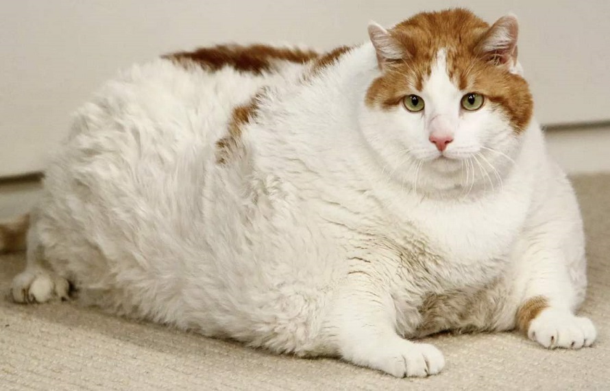 如何给猫咪健康的减肥？