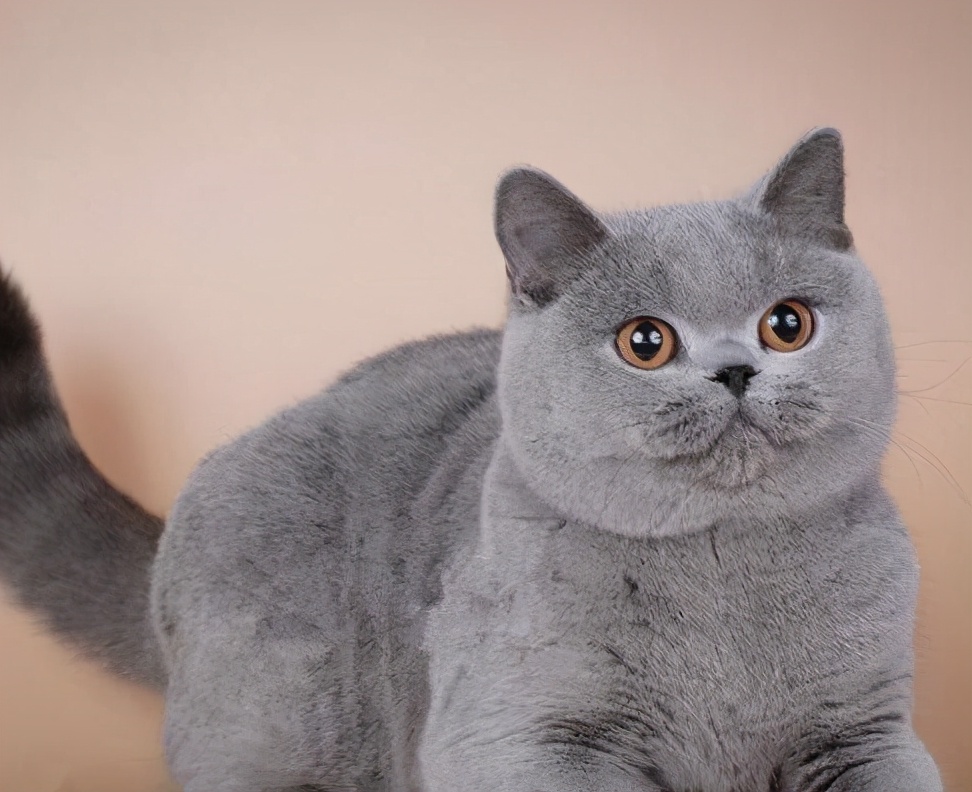 世界十大最温顺的猫咪品种排名