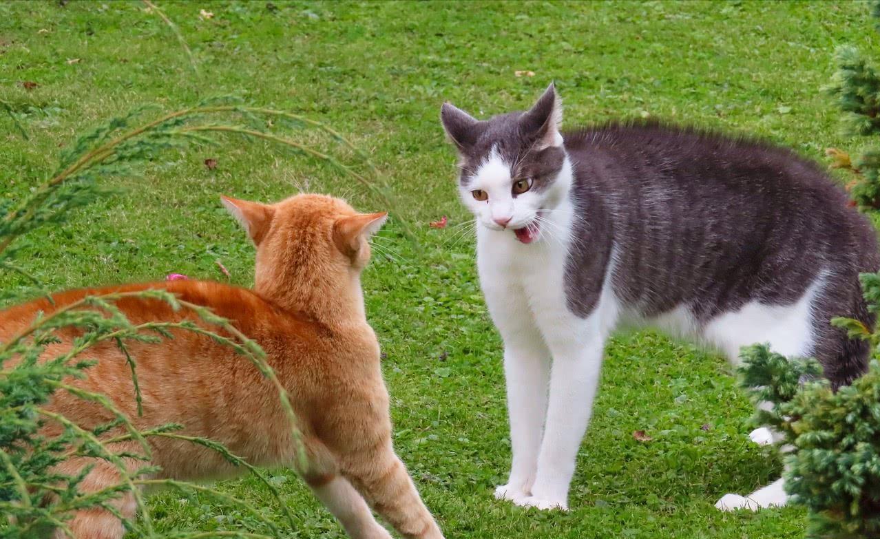 为什么交配完成后，母猫第一时间攻击公猫呢？