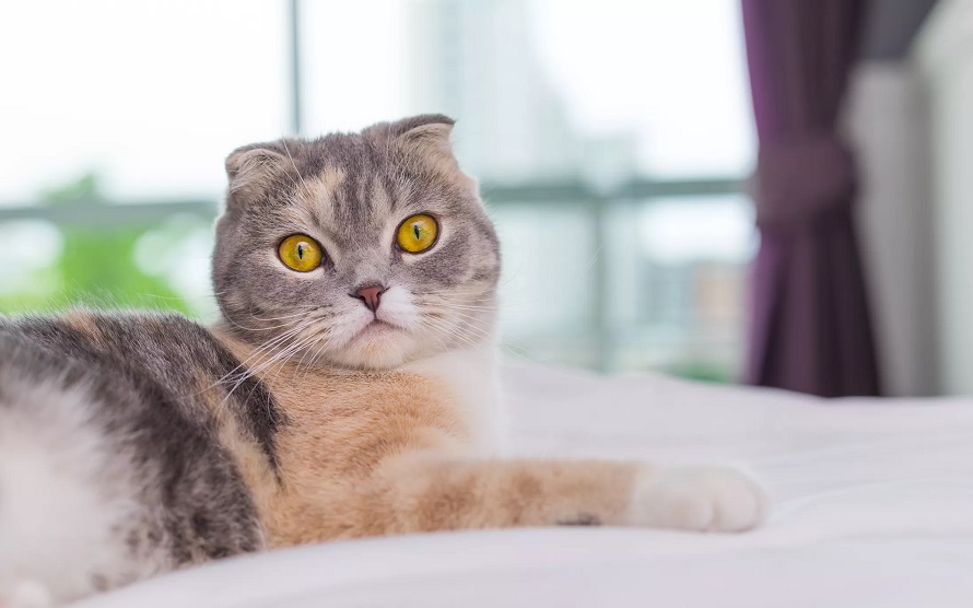 全球最贵的十大猫咪排行，第一名真的是可望不可及