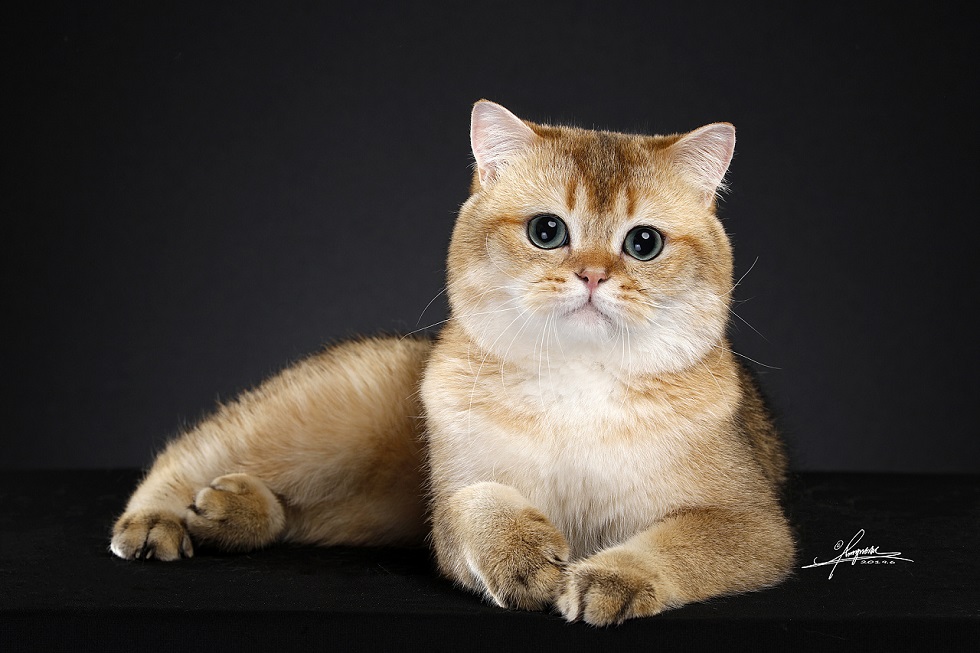 全球最贵的十大猫咪排行，第一名真的是可望不可及
