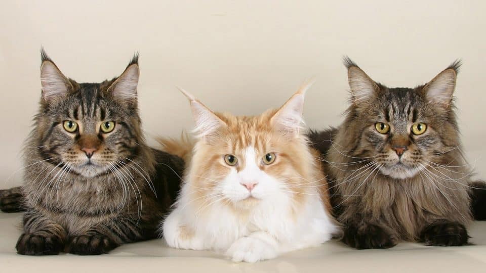 对主人最“忠心”的5种猫咪，养一只，暖一生