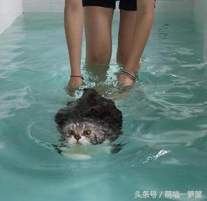 猫会不会游泳(狸花猫会游泳吗)