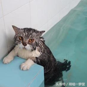 猫会不会游泳(狸花猫会游泳吗)
