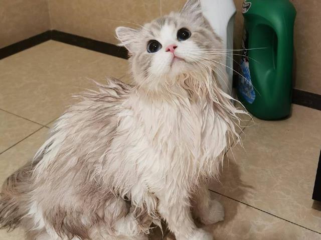 布偶猫洗澡多久一次(布偶猫多长时间洗一次澡)