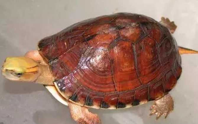 闭壳龟是什么龟