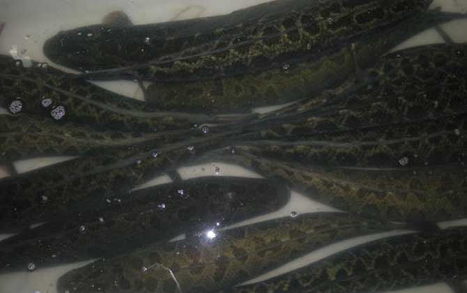 黑鱼养殖技术及病害防治