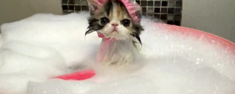 猫咪洗澡温度多少