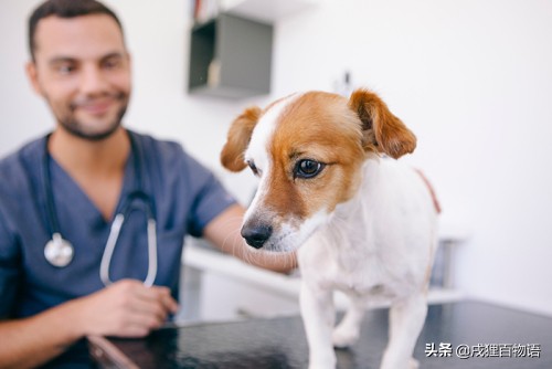 狗狗打疫苗期间可以驱虫吗