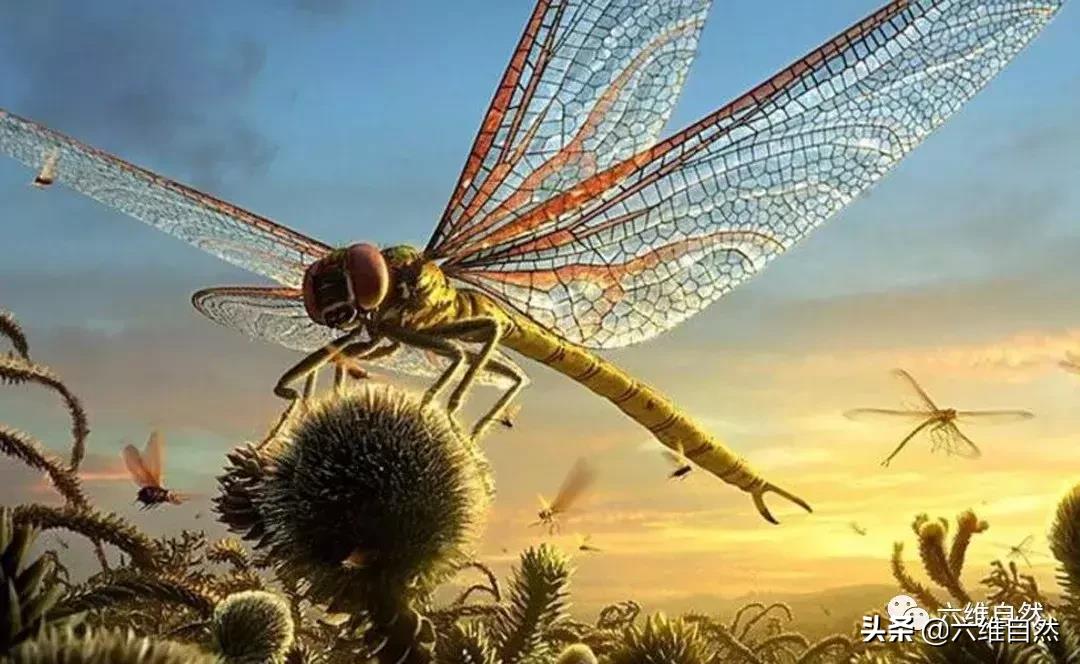 世界上最大的昆虫