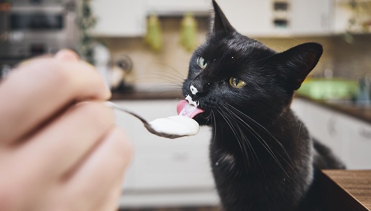 小猫咪可以喝酸奶吗