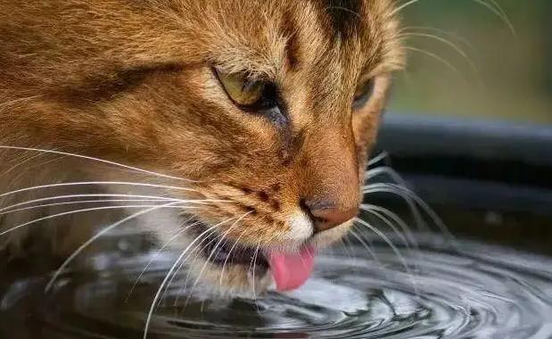 猫咪一天不喝水有事儿吗？