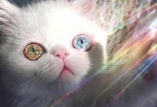 猫的瞳孔一直处于变大的状态正常吗
