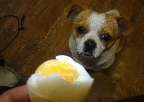 狗能吃鸡蛋吗