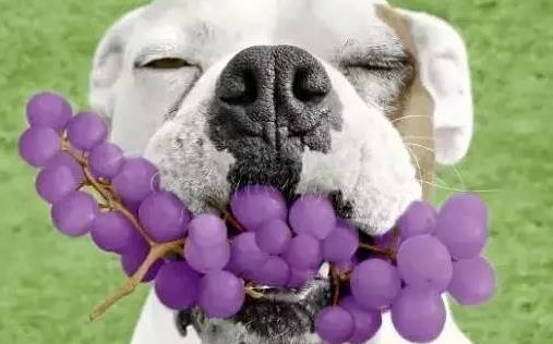 狗吃葡萄会怎样