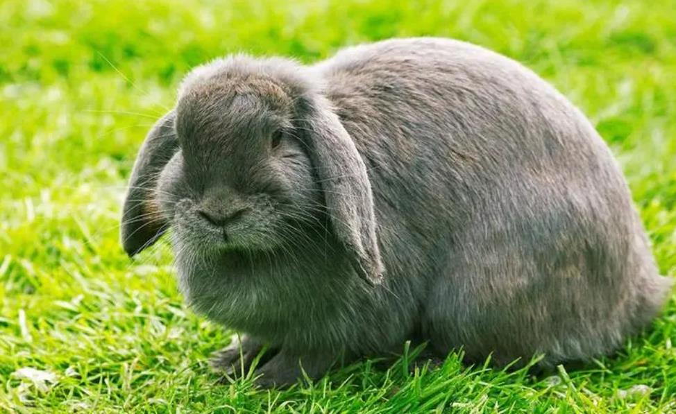 法国垂耳兔会长多大？看这里就知道了